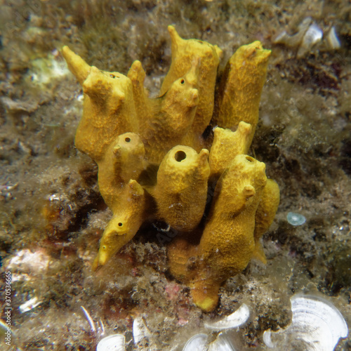 Golden sponge (Aplysina aerophoba) in Mediterranean Sea