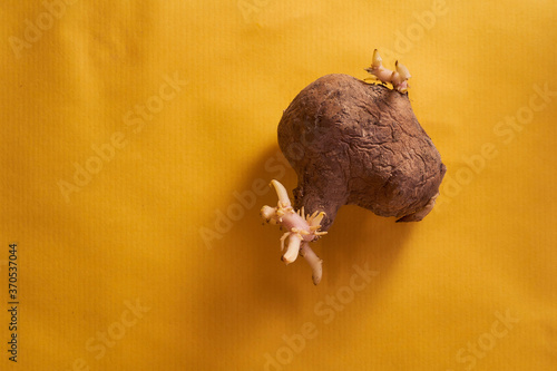 ugly plain potatoes with sprouts on yellow background