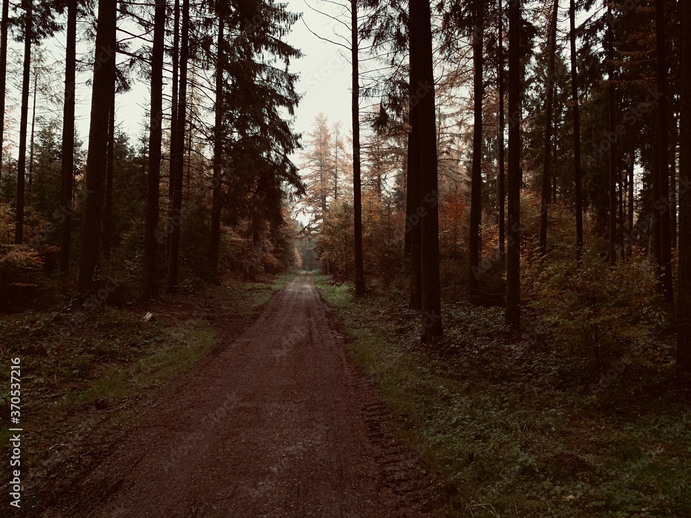 Fototapeta premium Wald