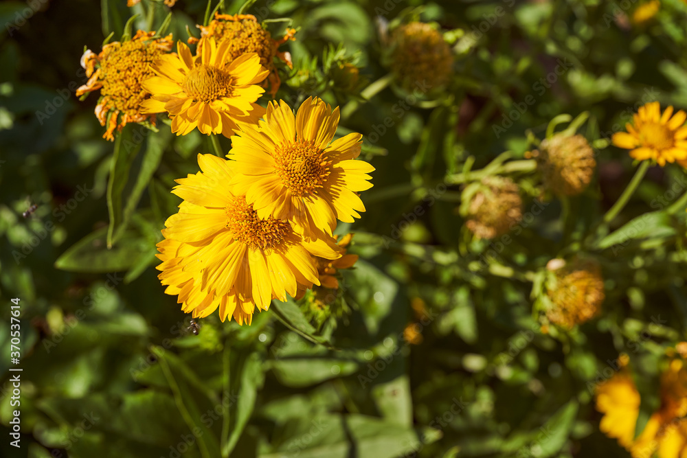 Yellow Argyranthemum frutescens, more commonly known as Marguerite Daisy. This image shows a group of very vivid. Yellow Argyranthemum frutescens, more commonly known as Marguerite Daisy. This image shows a group of very vivid.