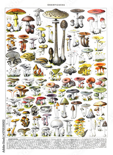 Obraz na plátně Autumn forest mushrooms scene