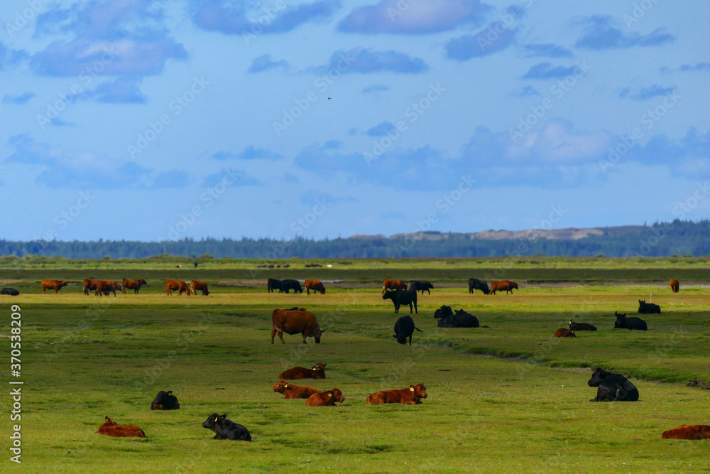 Fjerritslev, Denmark Cows at pasture on fields close to the Limfjord Fjerritslev, Denmark Cows at pasture on fields close to the Limfjord
