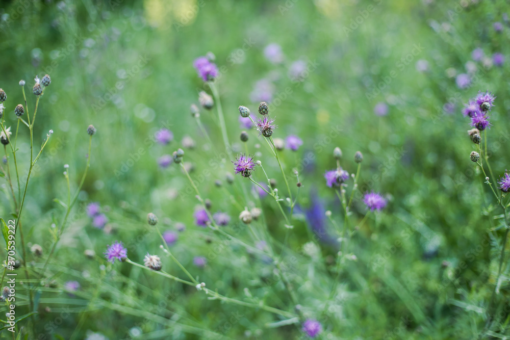 flower flower