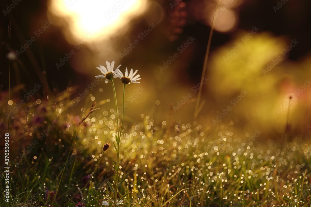 Chamomile flowers in a meadow with sparkling dew in the morning light. The mood of rest and summer.