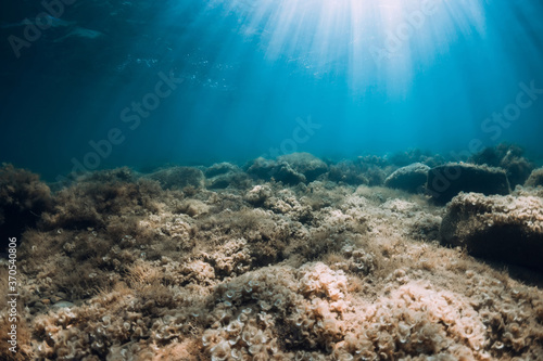 Fototapeta Naklejka Na Ścianę i Meble -  Underwater view with stones and seaweed in transparent sea. Sunlight in ocean