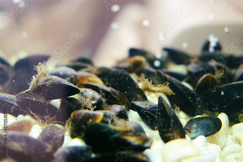 Fototapeta Naklejka Na Ścianę i Meble -  Live mussels in the restaurant's aquarium. Mollusk shells in an aquarium on the background of a cafe with seafood