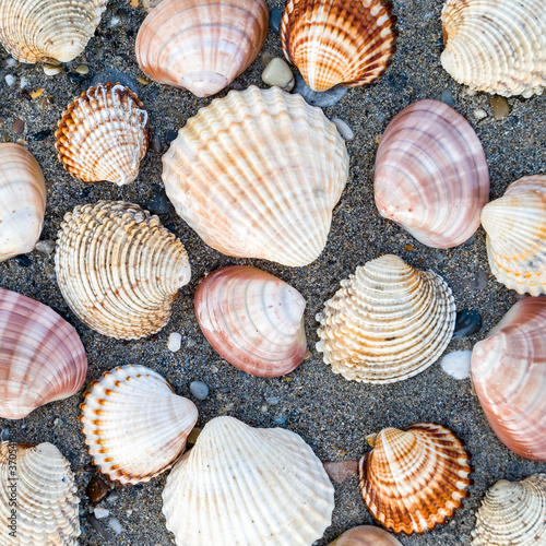 collection of sea shells on dark wet sand beach, seamless pattern background