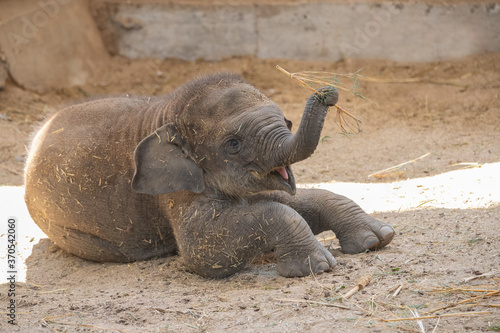 Photography Young Asian elephant calf playing with its trunk
