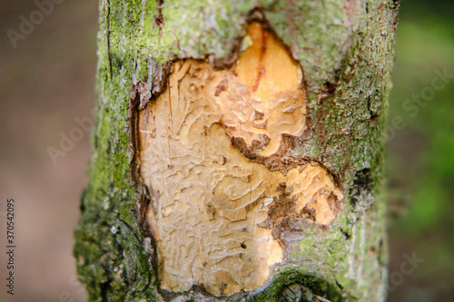 Bild auf Leinwand The bark of a tree eaten by a beetle against the background of a green forest