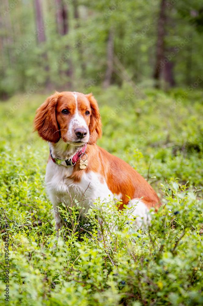 Healthy happy adorable dog of welsh springer spaniel breed in forest. Nature green background.