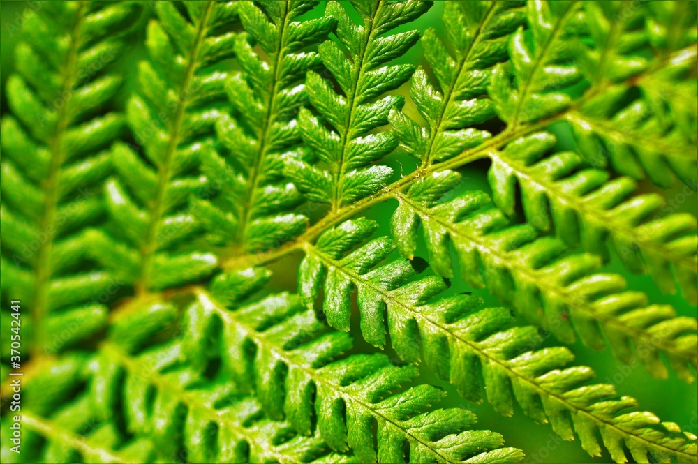 Fototapeta premium green fern leaves
