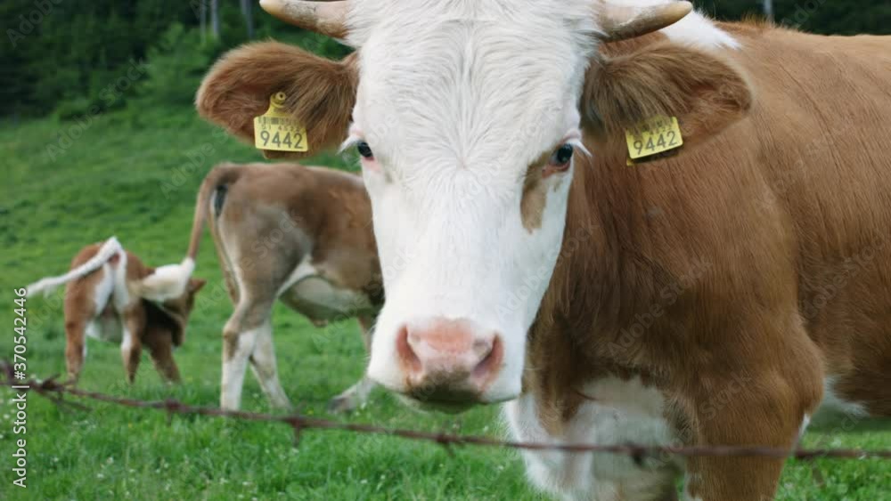 Cattle in a Alpine mountain pasture. Grass fed cows Cattle in a Alpine mountain pasture. Grass fed cows