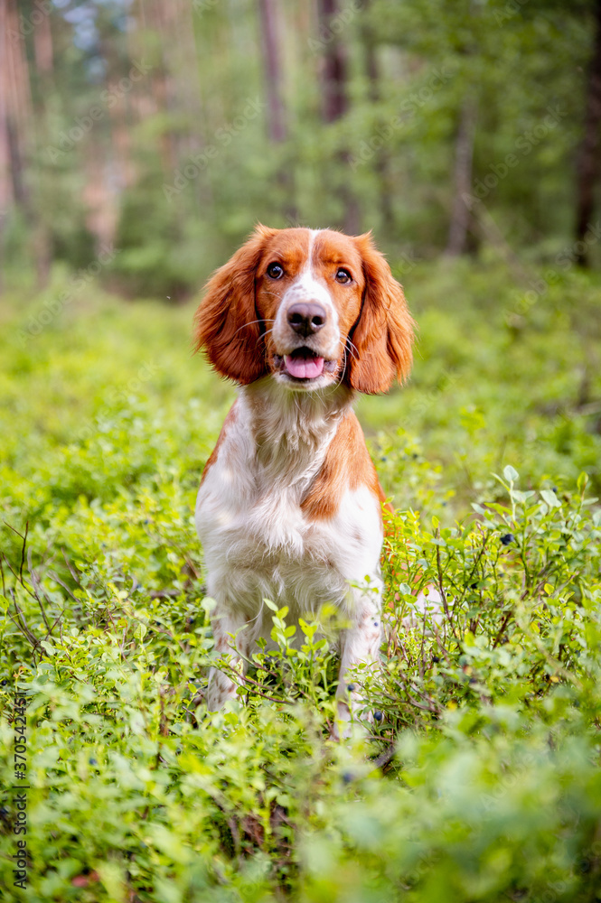 Healthy happy adorable dog of welsh springer spaniel breed in forest. Nature green background. Healthy happy adorable dog of welsh springer spaniel breed in forest. Nature green background.
