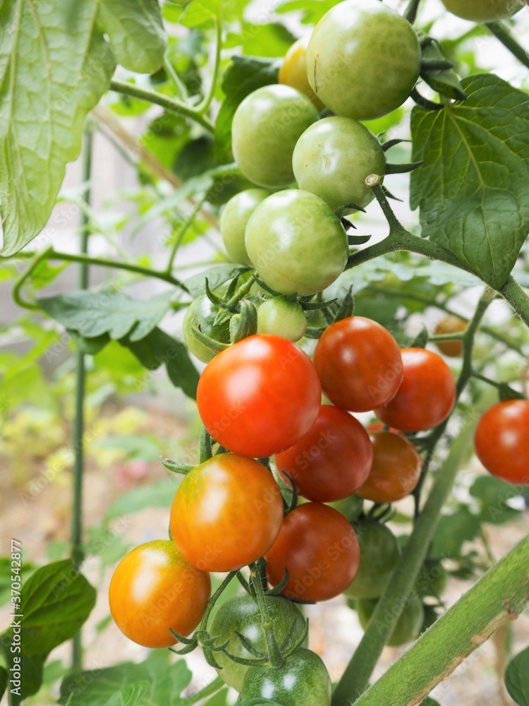 夏の畑に鈴なりに実ったプチトマト