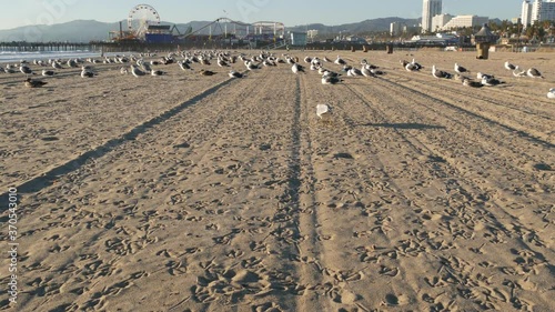 Sea gulls on sunny sandy california beach, classic ferris wheel in amusement park on pier in Santa Monica pacific ocean resort. Summertime iconic view, symbol of Los Angeles, CA USA. Travel concept.
