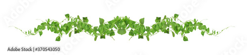 Canvas-taulu Heart shaped green leaves climbing vines ivy of cowslip creeper (Telosma cordata) the creeper forest plant growing in wild isolated on white background, clipping path included