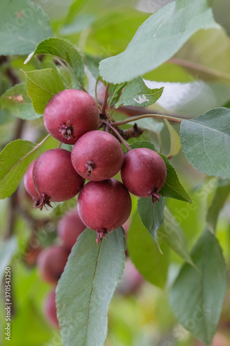 Malus 'Royalty' Zierapfel Frucht photo