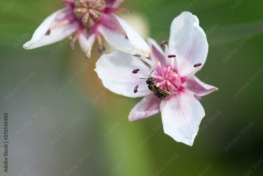 Obraz premium Wildbiene