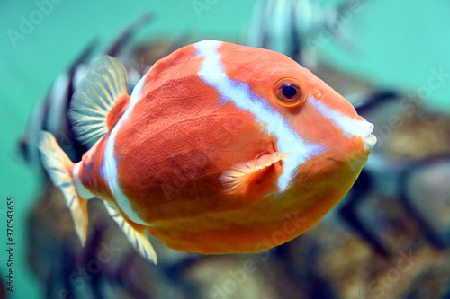 鱗がとても固い魚　ホワイトバードボックスフィッシュの泳ぐ姿