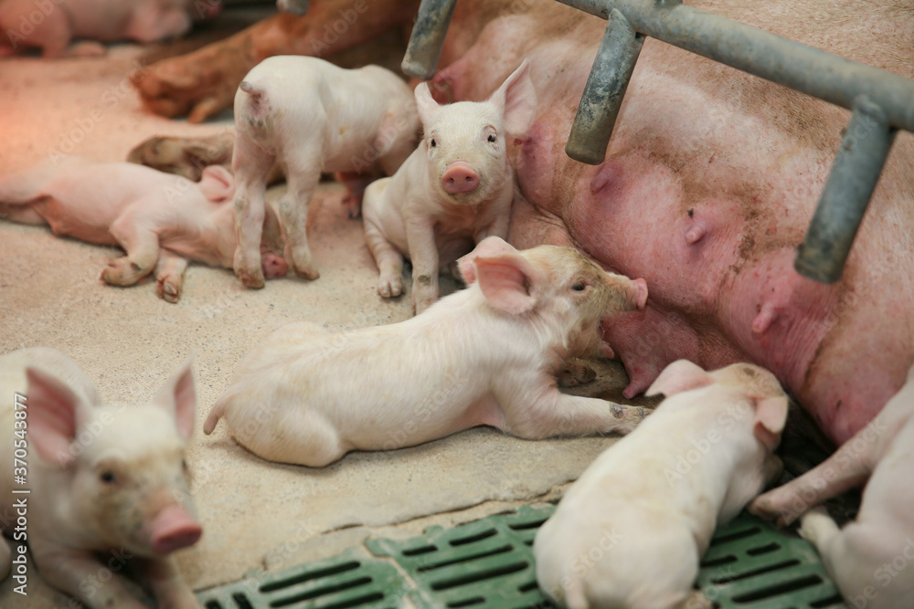 Fertile low lying on straw and suckling piglets in a pig farm Fertile low lying on straw and suckling piglets in a pig farm