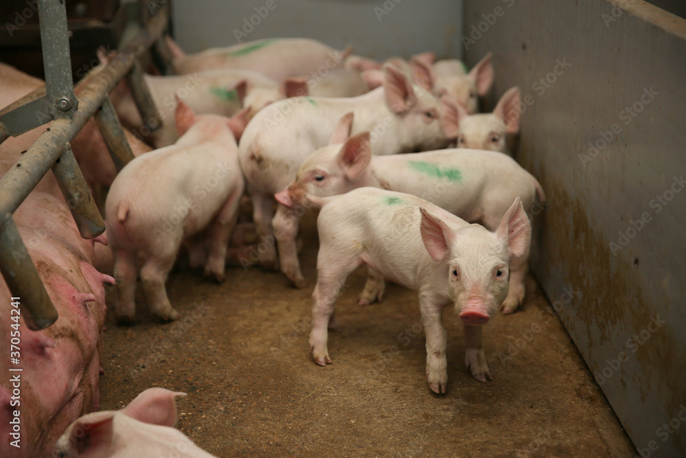 A small piglet in the farm. group of mammal waiting feed. swine in the stall. Popular animals raised around the world for meat consumption and business trading. A small piglet in the farm. group of mammal waiting feed. swine in the stall. Popular animals raised around the world for meat consumption and business trading.