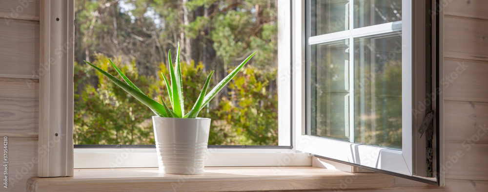 White window in a rustic wooden house overlooking the garden, pine forest. Aloe Vera in white pot on windowsill White window in a rustic wooden house overlooking the garden, pine forest. Aloe Vera in white pot on windowsill