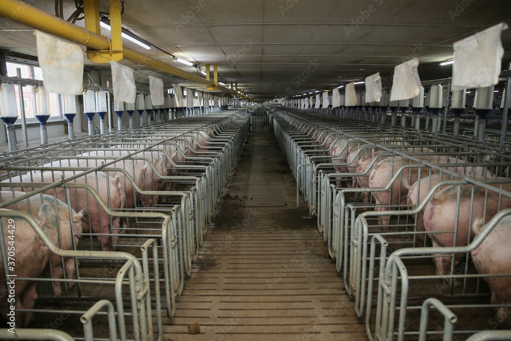 Naklejka premium view of Inside of Big breeding pig farm