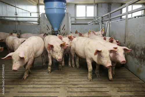 piglets at a farm