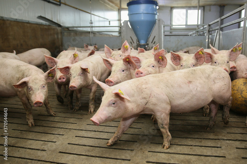 small pigs at the farm,swine in the stall. Meat industry.