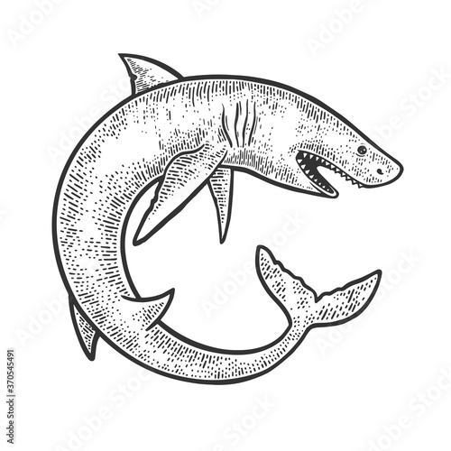 shark rolled in circle sketch vector illustration