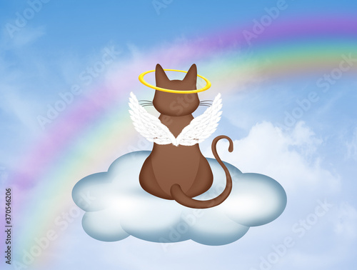 Fotografia dead kitten on the rainbow bridge of paradise