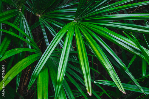 Palm leaf background in the forest