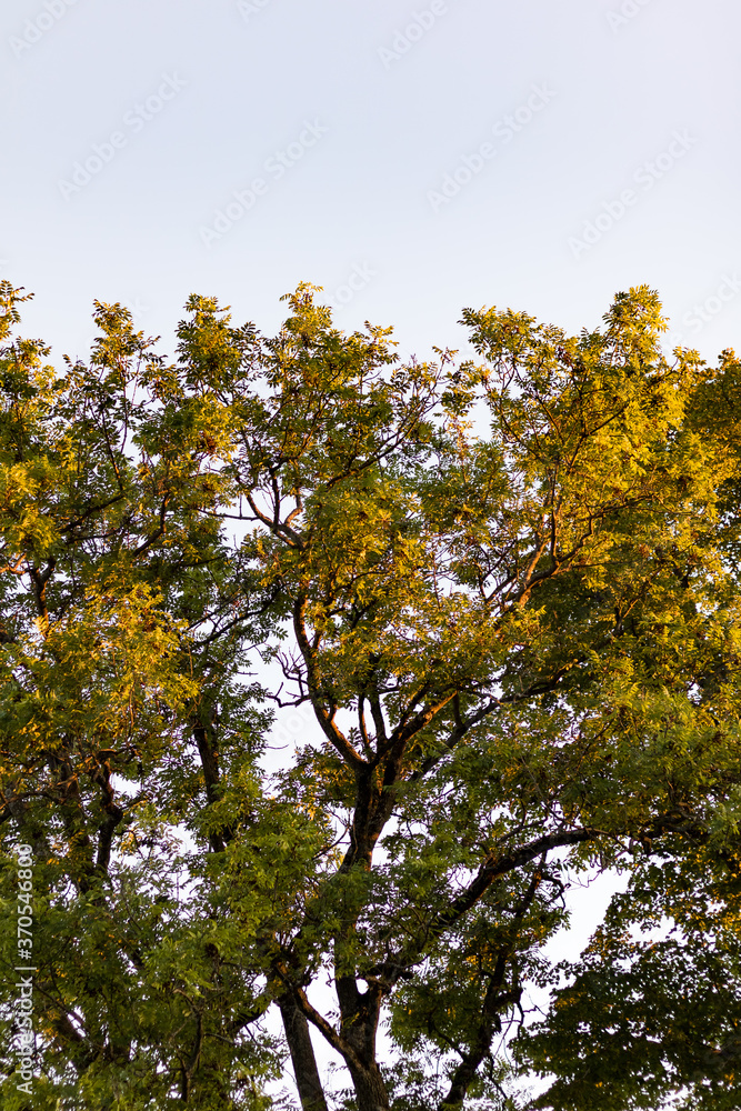 Obraz premium Branches and Leaves Being Lit by the Early Sunlight in the Morning II
