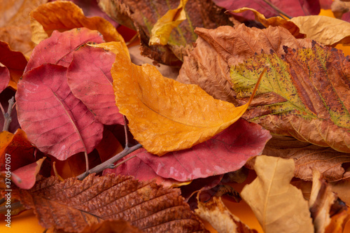 many dry autumn leaves  different colors  lie in a bunch  autumn concept