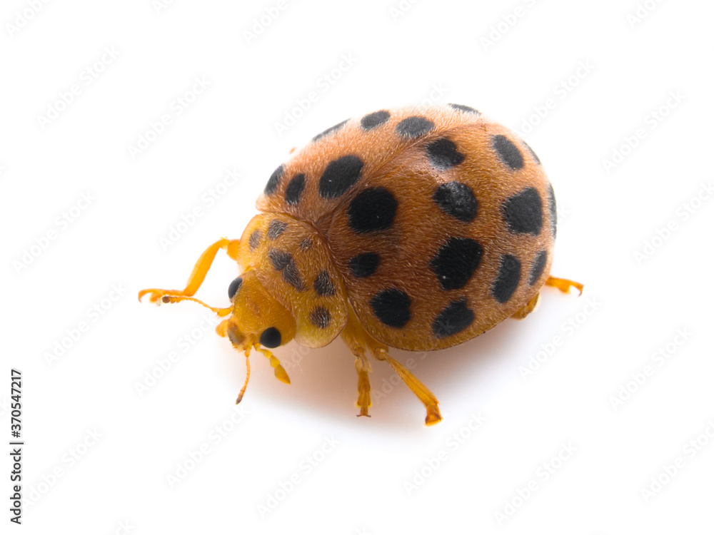 28-spotted potato ladybird on white background, Henosepilachna vigintioctopunctata 28-spotted potato ladybird on white background, Henosepilachna vigintioctopunctata