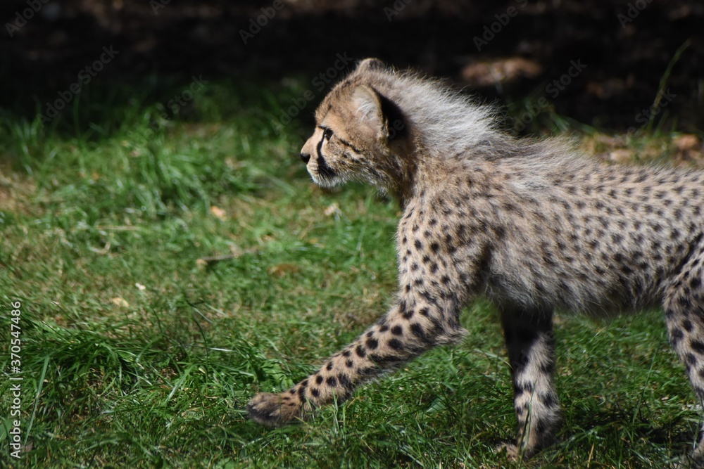Side profile of young cheetah cub Side profile of young cheetah cub