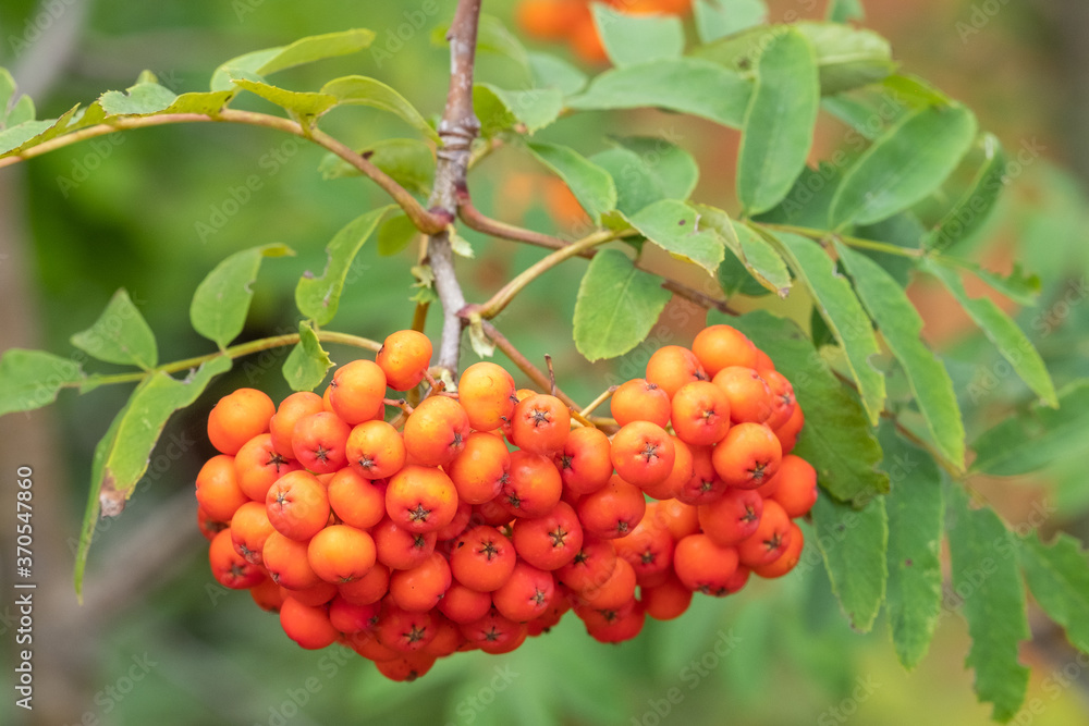 Sorbus aucuparia Vogelbeere Frucht Sorbus aucuparia Vogelbeere Frucht