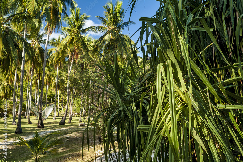 Obraz Piękna tropikalna plaża na egzotycznej wyspie z palmami w Koh Tao, Tajlandia
