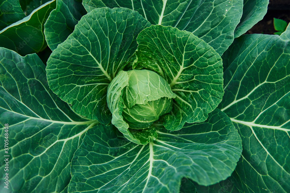 Top view of green fresh cabbage that growing at the farm's soil Top view of green fresh cabbage that growing at the farm's soil