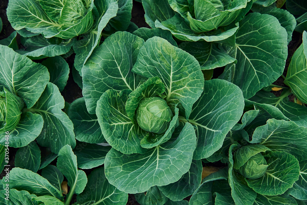 Top view of green fresh cabbage that growing at the farm's soil Top view of green fresh cabbage that growing at the farm's soil