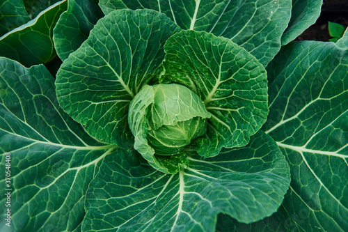 Top view of green fresh cabbage that growing at the farm's soil