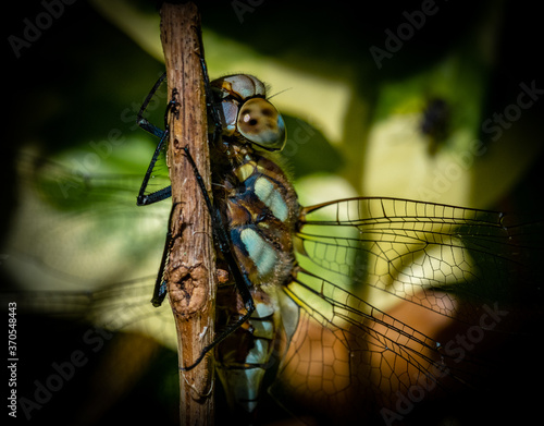 Glazier dragonfly close-up resting in the garden in the Netherlands photo