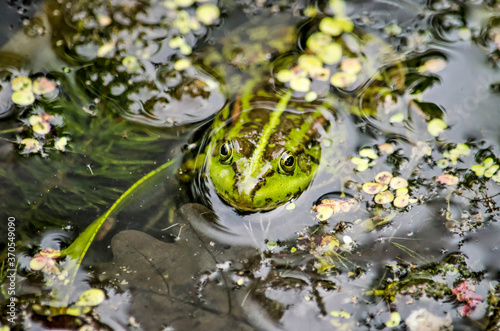 Frog sitting in a pond with its head above the water surface surrounded by duckweed and other water vegetation © Frans