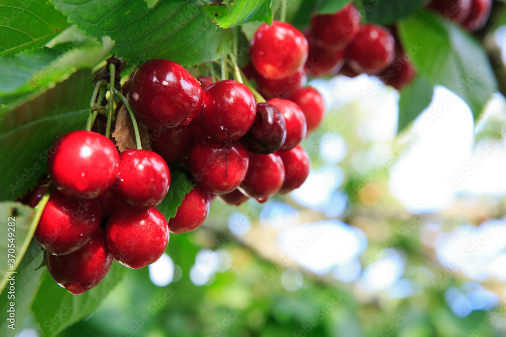 Red big Cherries hanging on a cherry tree branch.