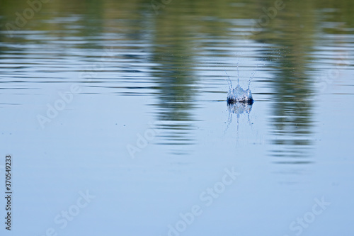 Little tern (Sternula albifrons) diving full speed in a lake in Germany