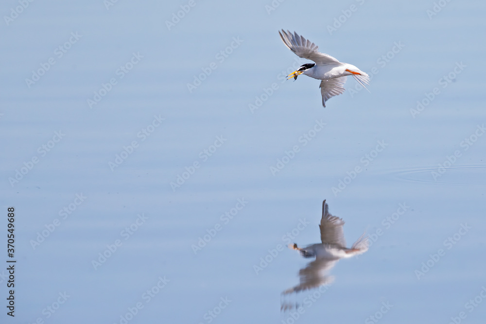 Little tern (Sternula albifrons) flying up from a dive succesful with a fish in Germany