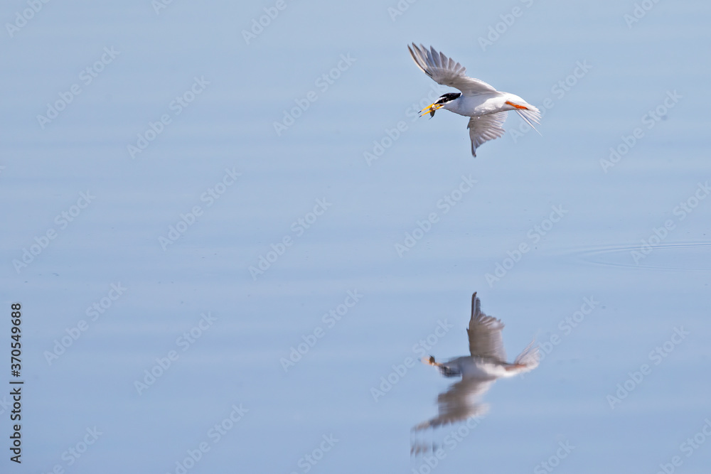 Little tern (Sternula albifrons) flying up from a dive succesful with a fish in Germany Little tern (Sternula albifrons) flying up from a dive succesful with a fish in Germany