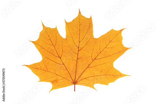 Autumn yellow leaf isolated on a white background.