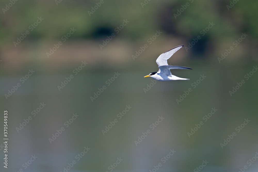 little tern (Sternula albifrons) in flight full speed hunting for small fish above a lake in Germany little tern (Sternula albifrons) in flight full speed hunting for small fish above a lake in Germany