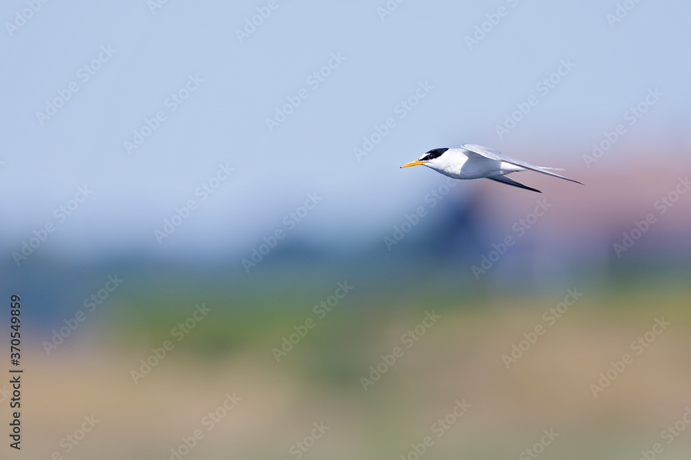 little tern (Sternula albifrons) in flight full speed hunting for small fish above a lake in Germany little tern (Sternula albifrons) in flight full speed hunting for small fish above a lake in Germany